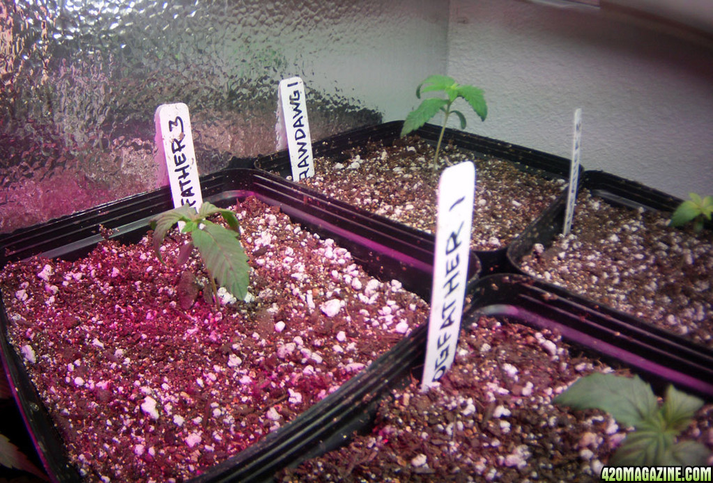 Droopin seedlings - post transplant