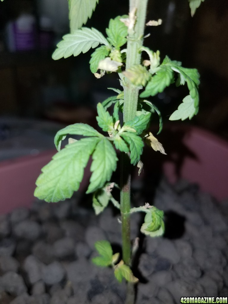 Drooping plant need help