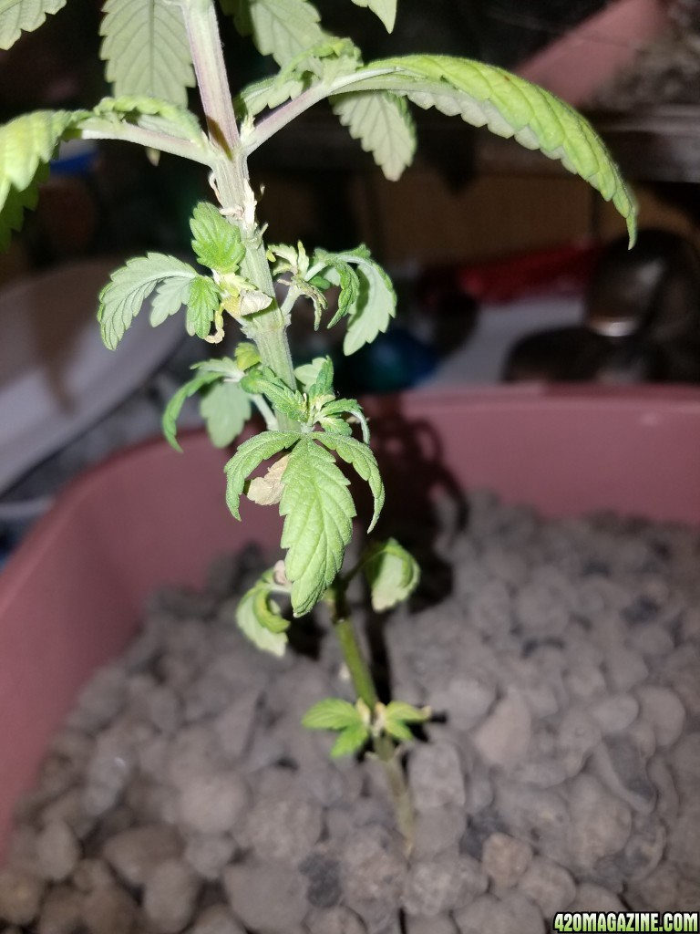 Drooping plant need help