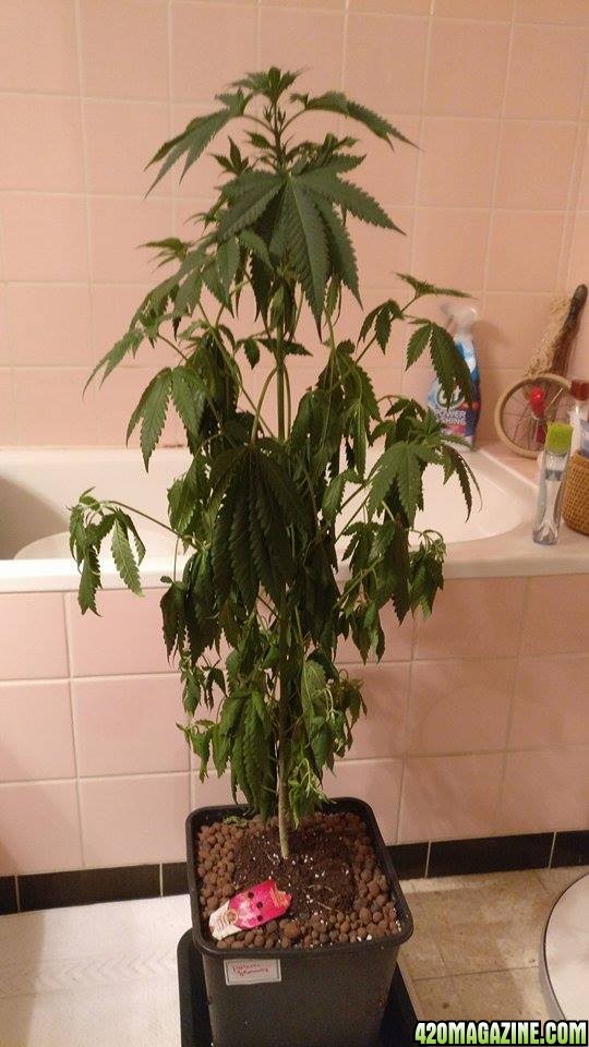 Droopy plant (underwatered)