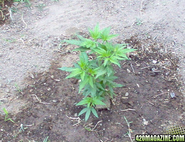 dropponys outdoor med crop