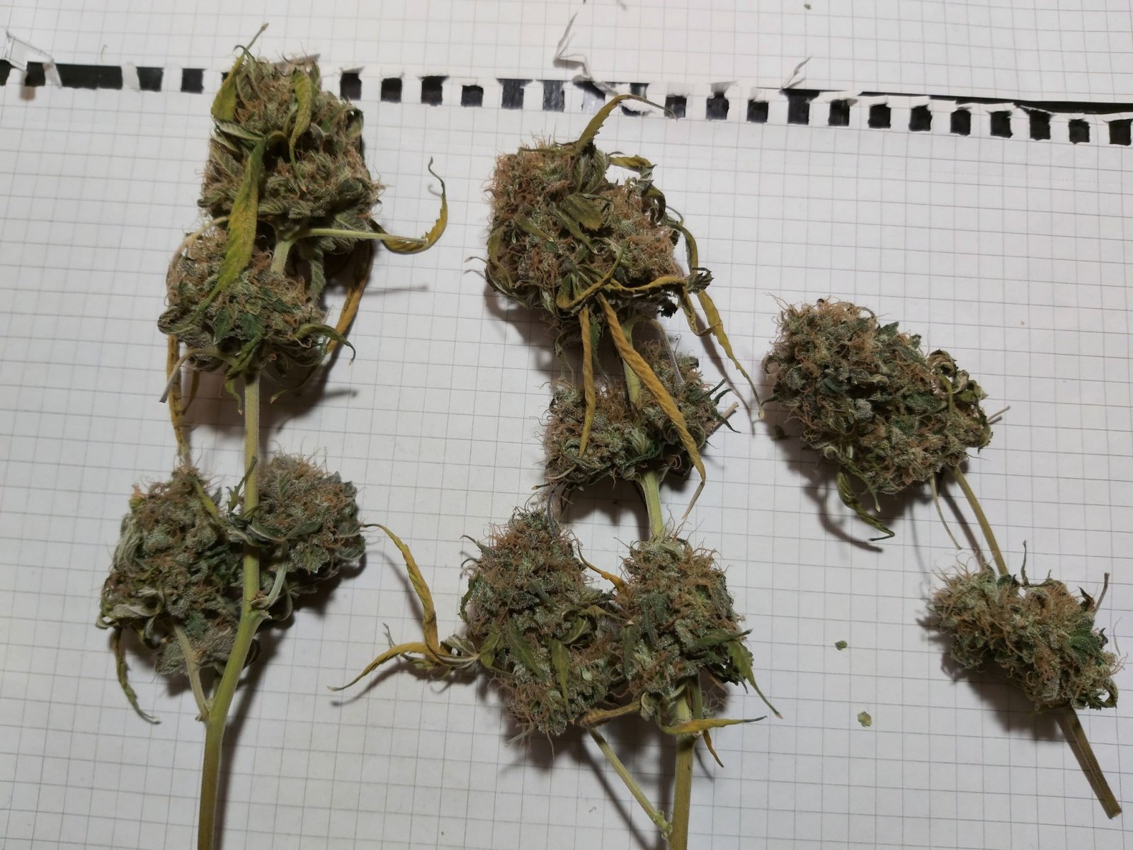 Dry Buds 1.jpg