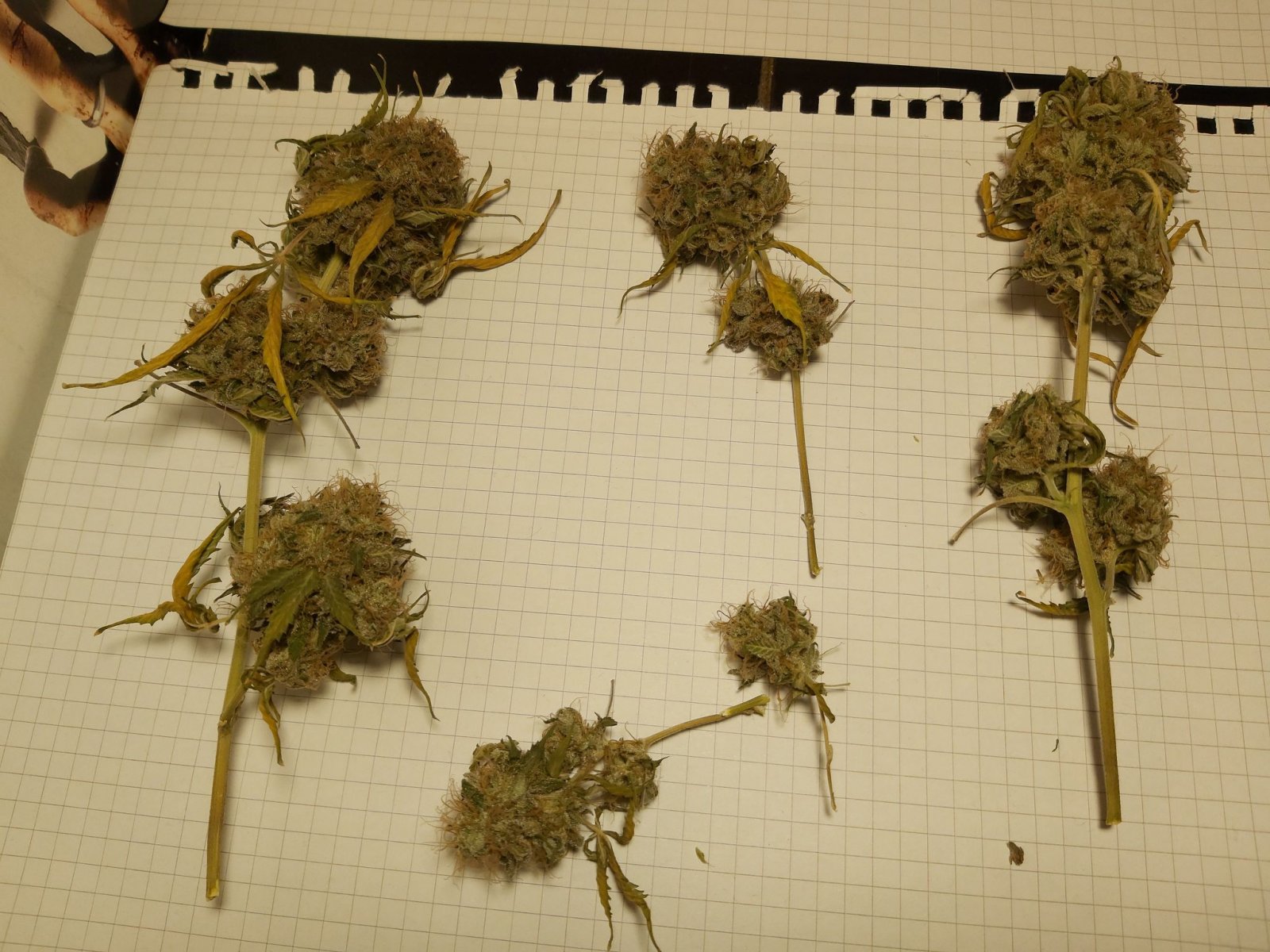 Dry buds 2.jpg