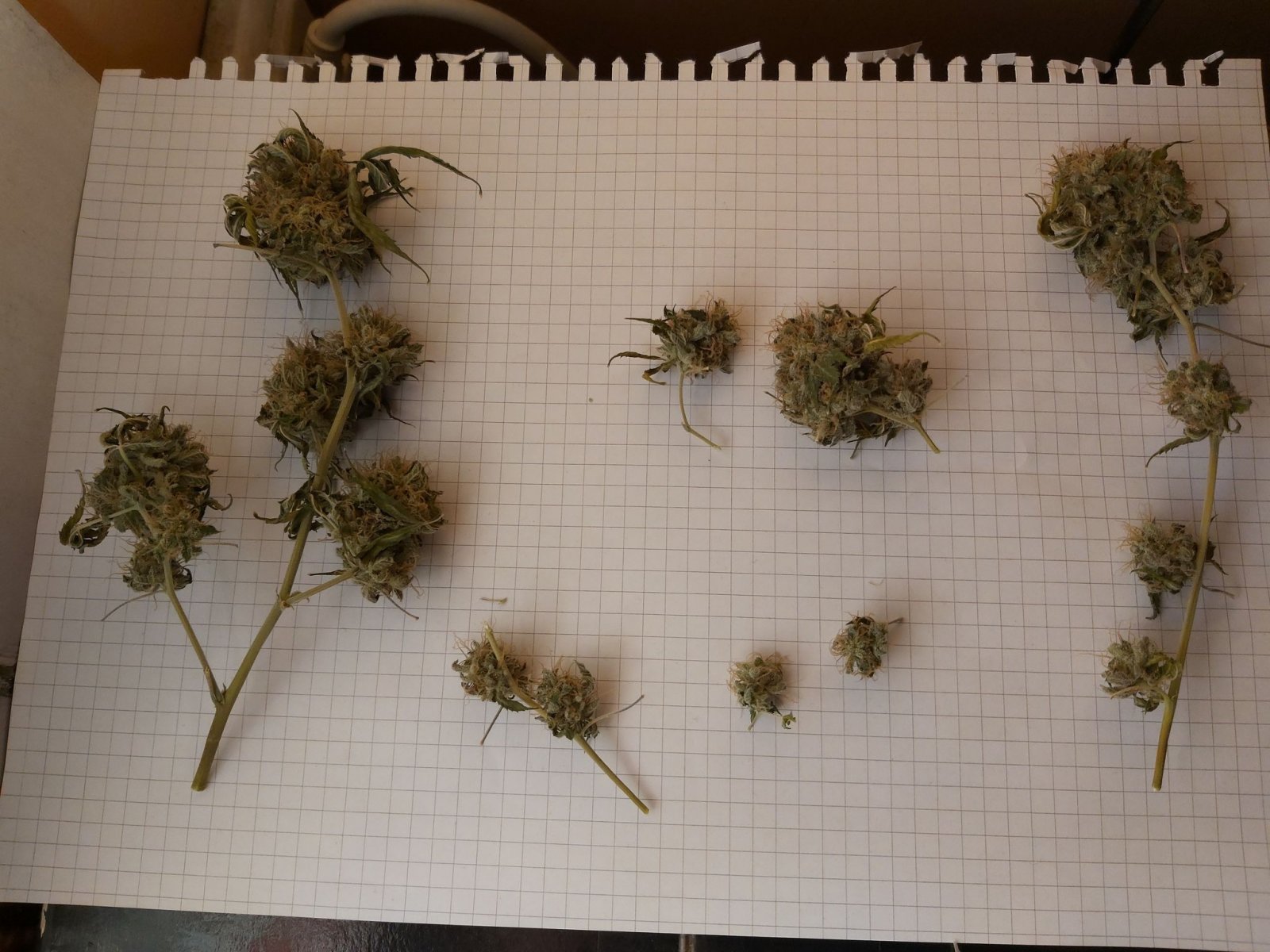 Dry buds 3.jpg