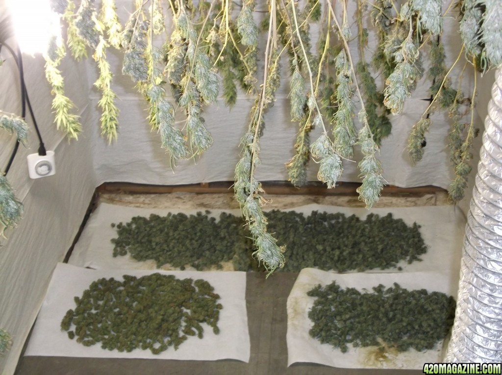 Drying Bud