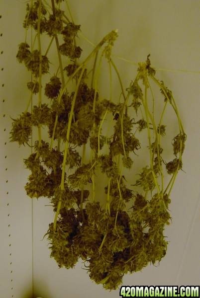 drying buds