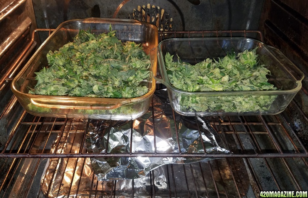 Drying the trim and decarbing older buds  - 66 grams total after drying