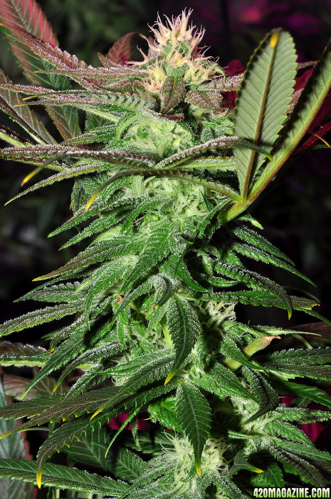 DSC_1147_bluedream