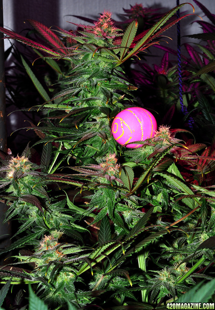 DSC_1225_bluedream_easter