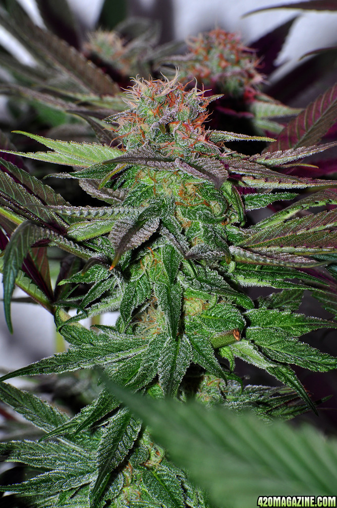 DSC_1239_seeded_bluedream