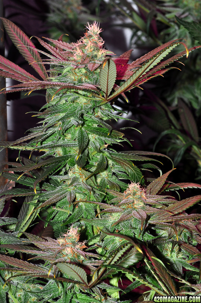 DSC_1244_bluedream