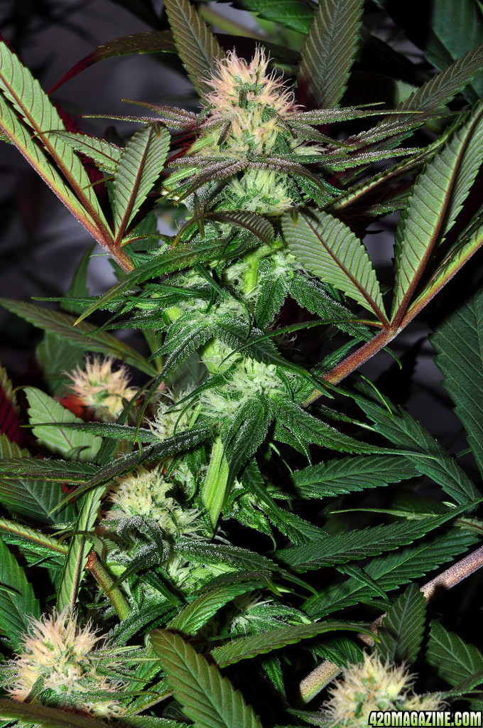 DSC_1533_bluedream