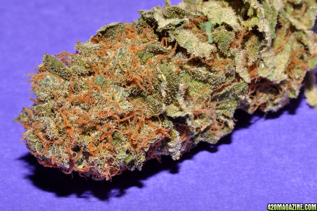 DSC_1760_nug