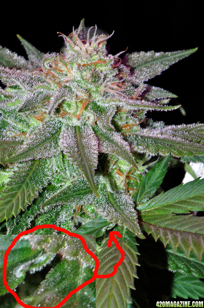 DSC_3303_bud_pm