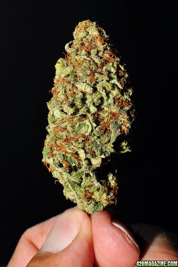 DSC_3985_bud