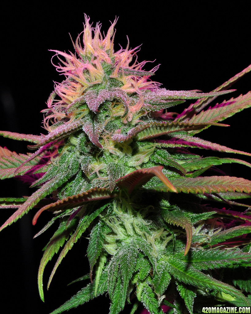 DSC_4416_bluedream