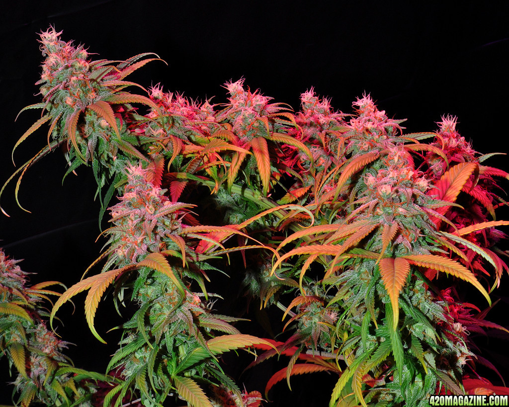 DSC_4663_bluedream