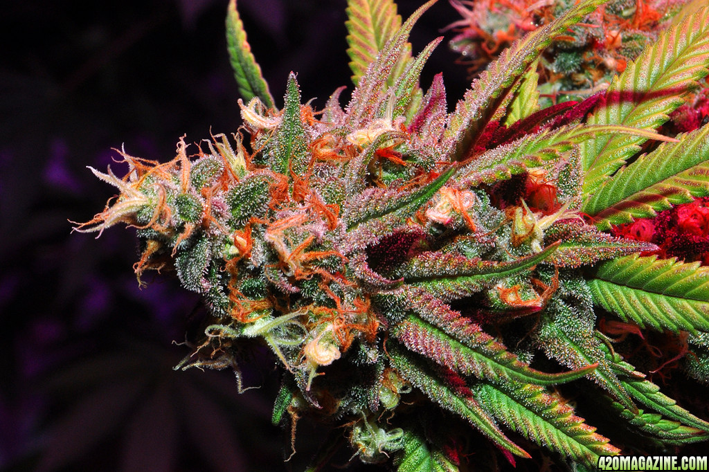 DSC_4723_bluedream