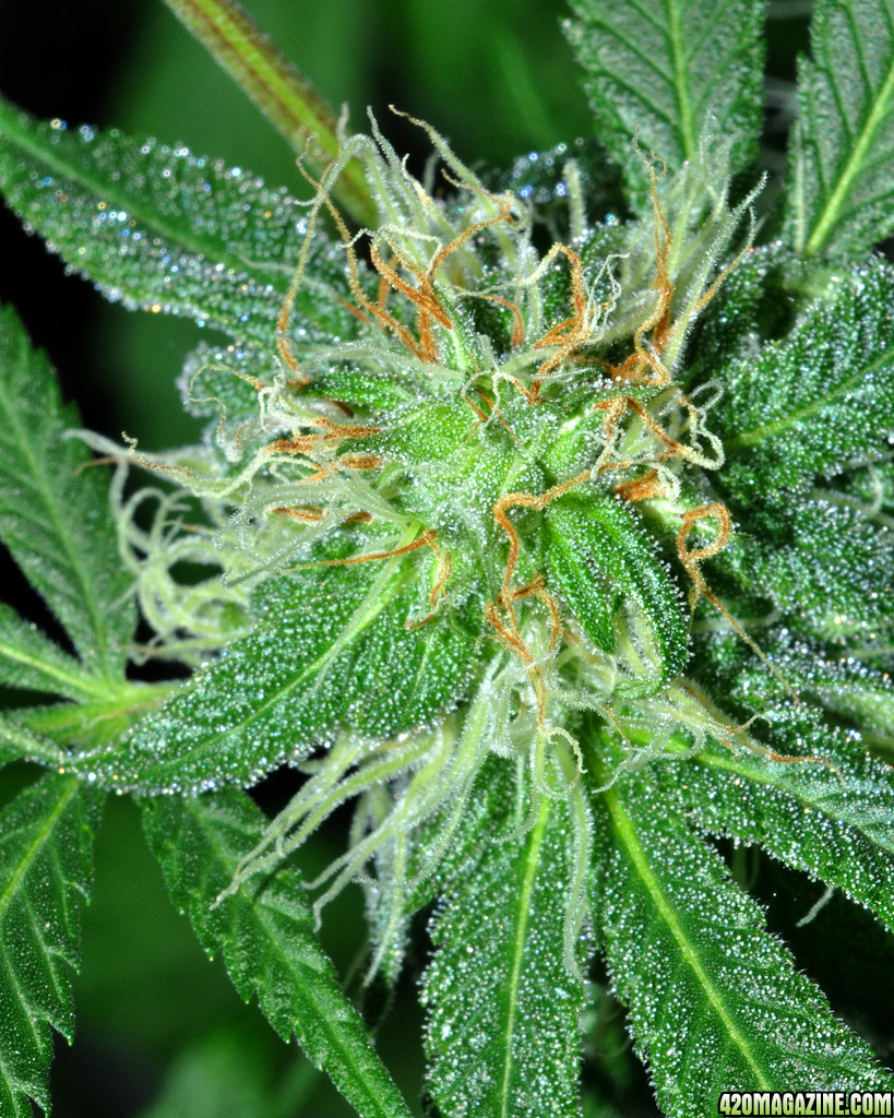 DSC_4833_seeded_dp_bud