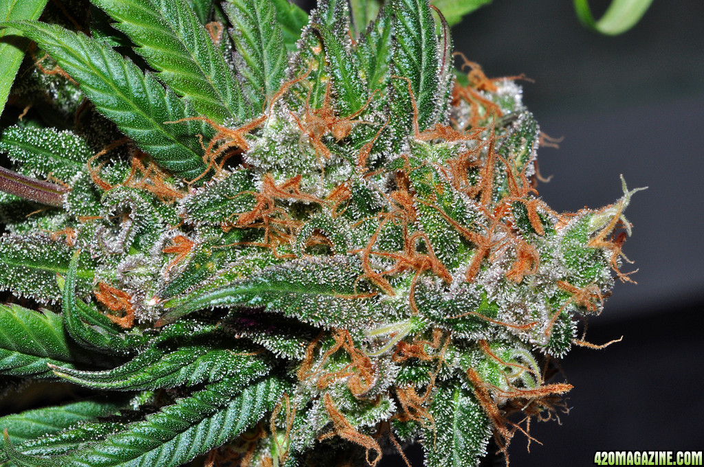 DSC_4862_bluedream