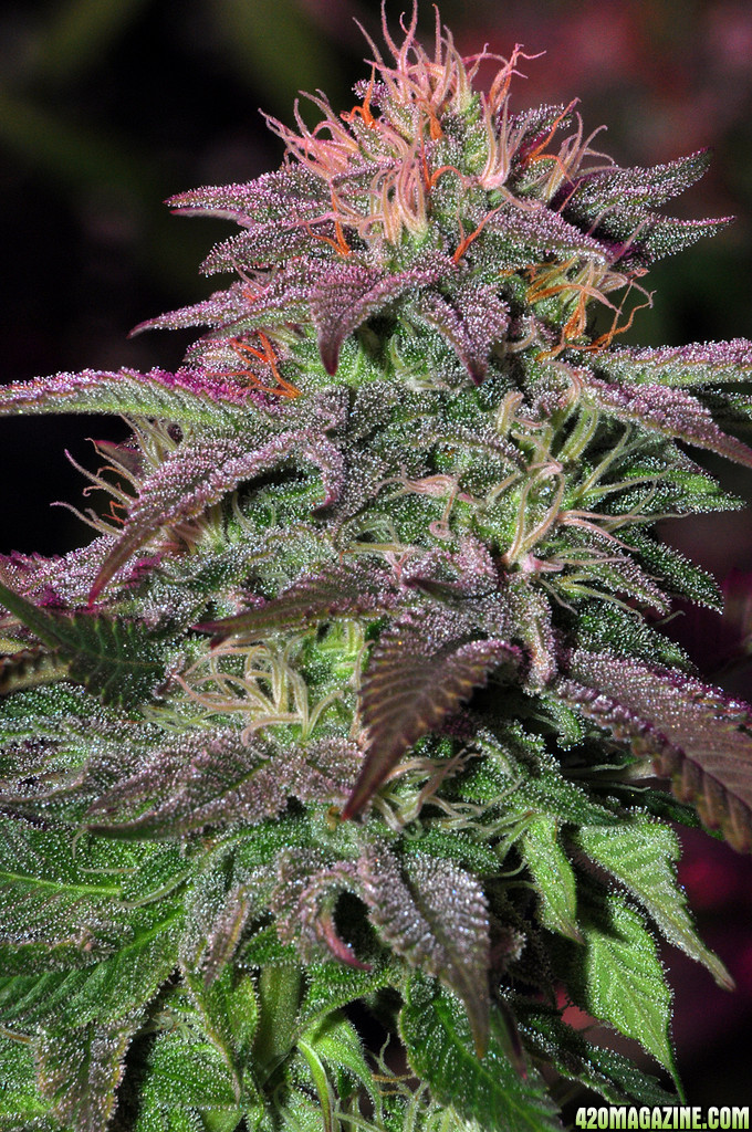 DSC_4874_blueberry