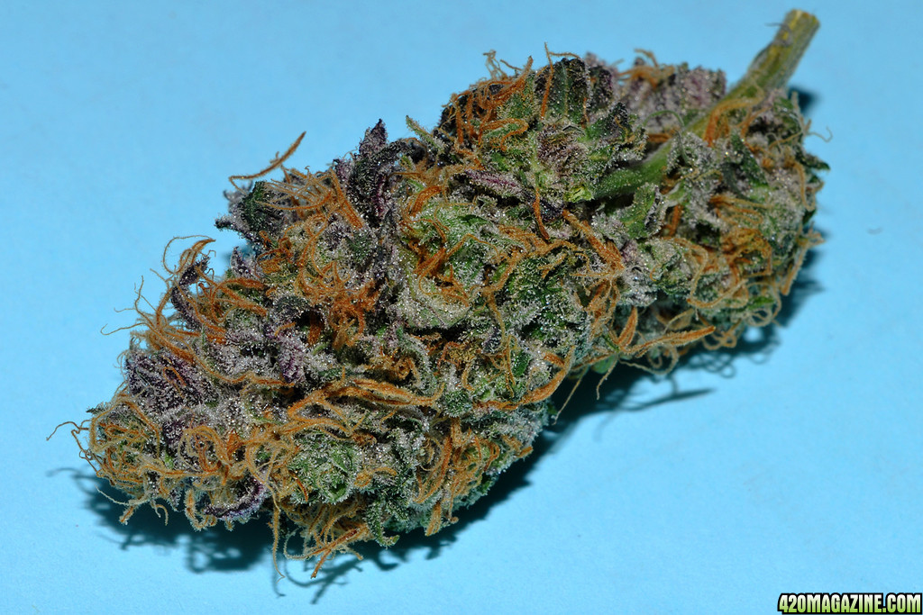 DSC_5102_dp_bud