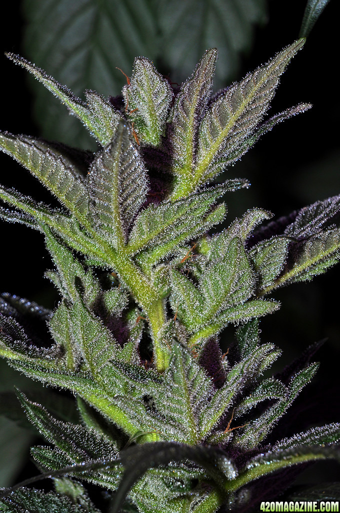 DSC_5537_blueberry