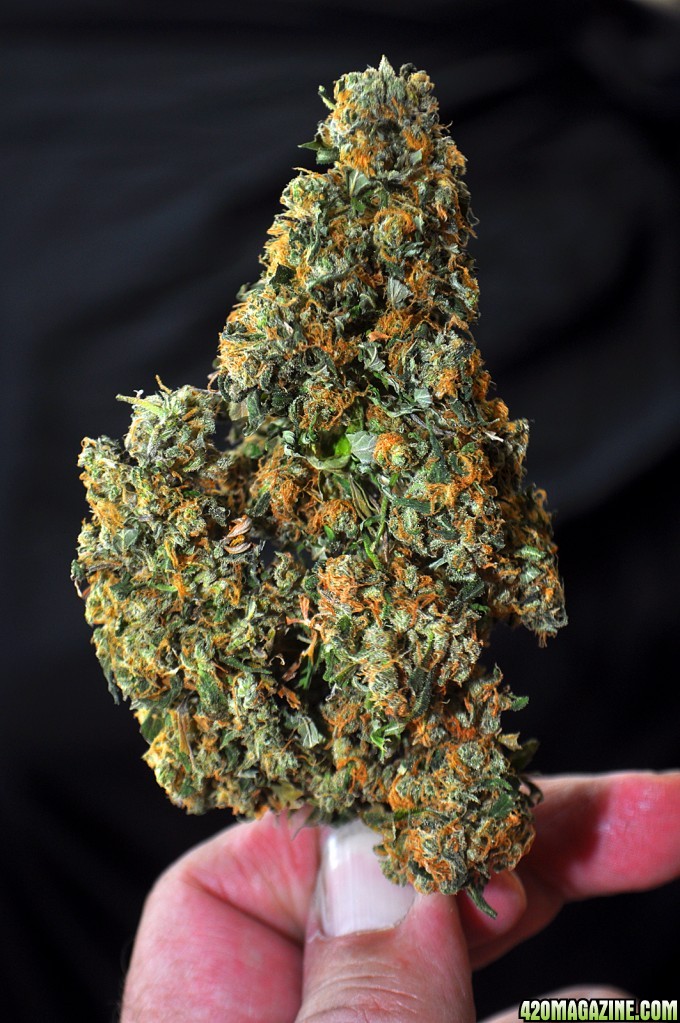 DSC_5947_bluedream