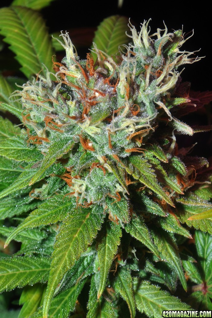 DSC_6836_bbhybridbud