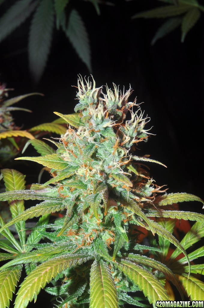 DSC_6837_bbhybridbud