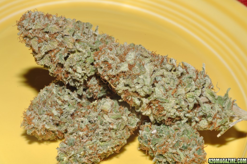 DSC_6973_buds