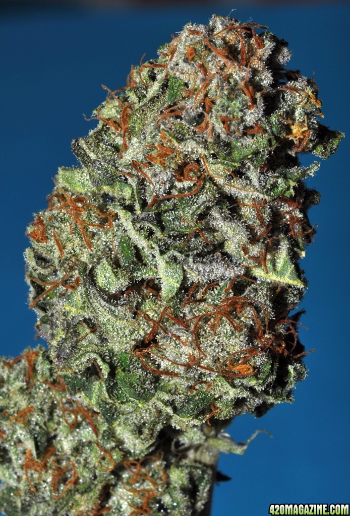 DSC_7360_blueberry