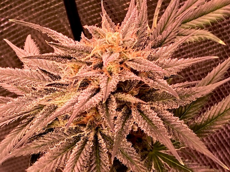 DSD bud closeup with super frost.jpg