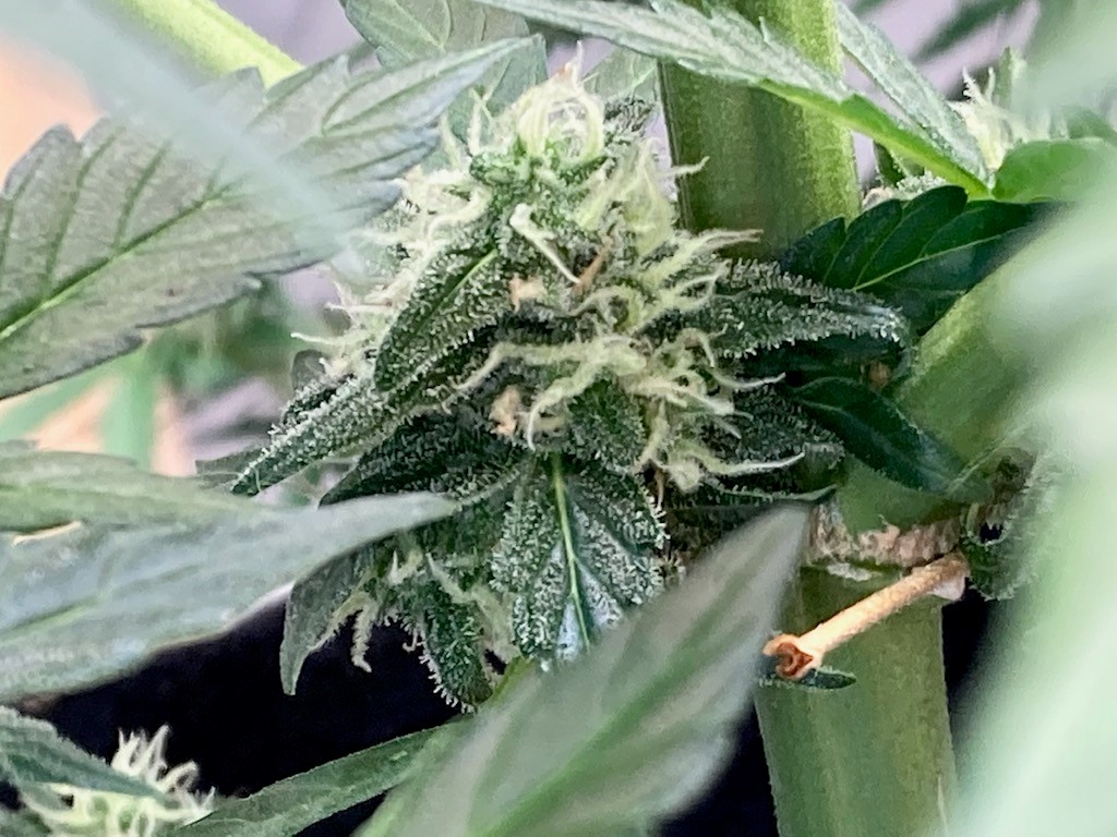 DSD lowest bud on the plant supreme.jpg