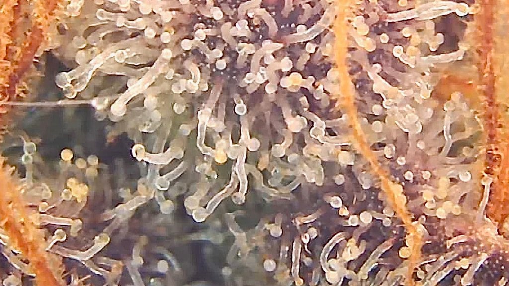 DSD trichome 2 13.jpg