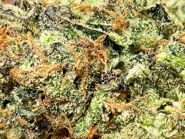 DSD wet trimmed bud closeup.jpg