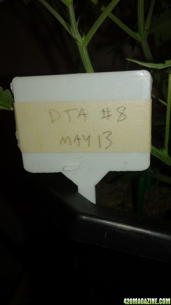 dta perpetual lst boy