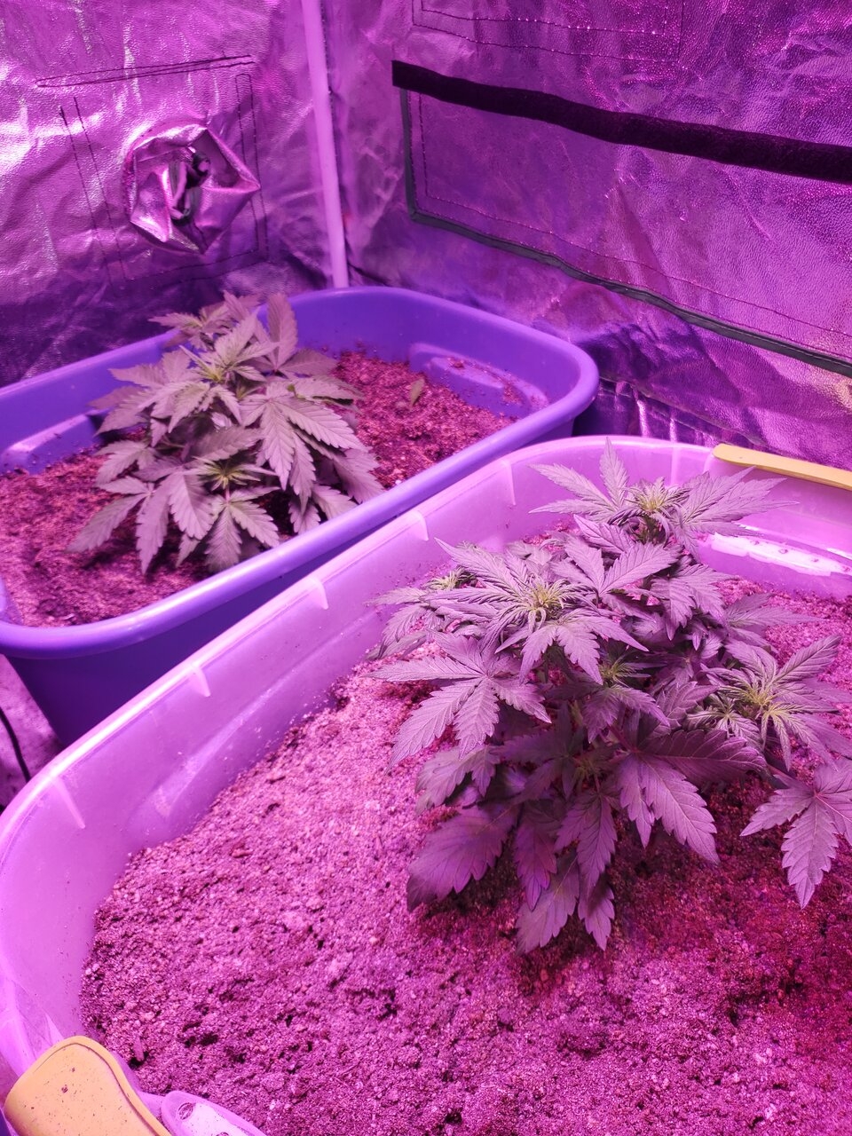 Dual HB autos bottom rite Rhino Ryder-top left is Zkittles