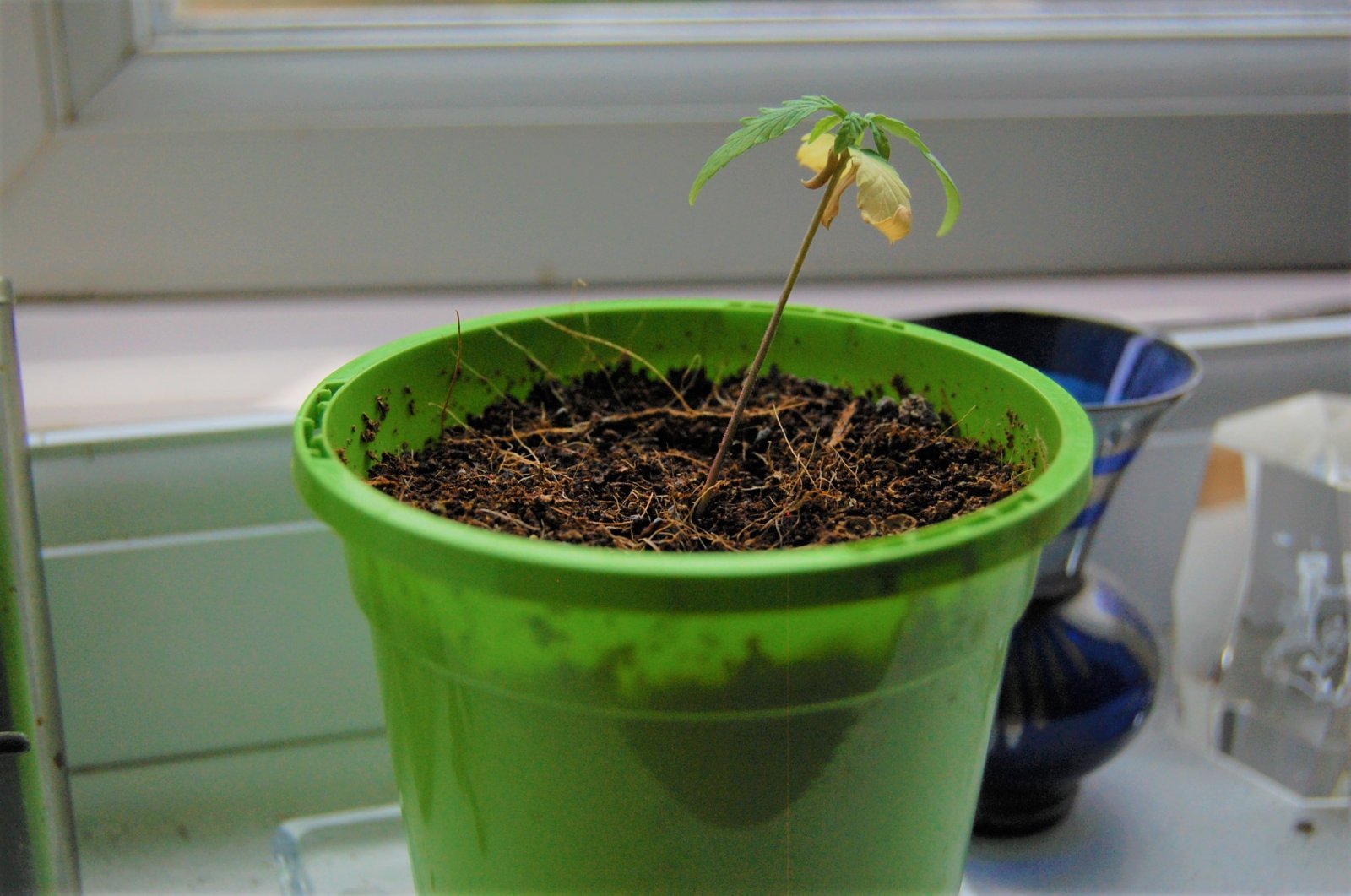 dud-Nepali-seedling-weak-roots.JPG