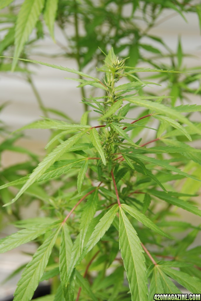 Durban from seed, early bloomer