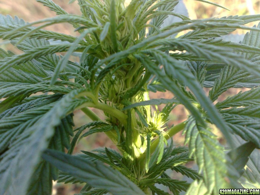 durban hermie buds