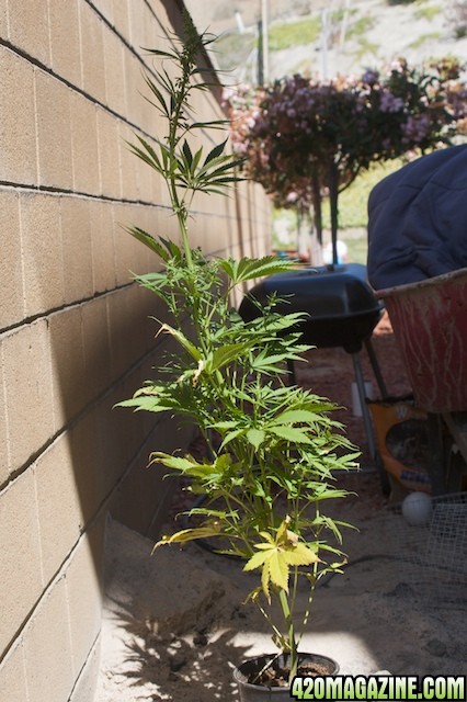 Durban Poison 1, 6 Weeks