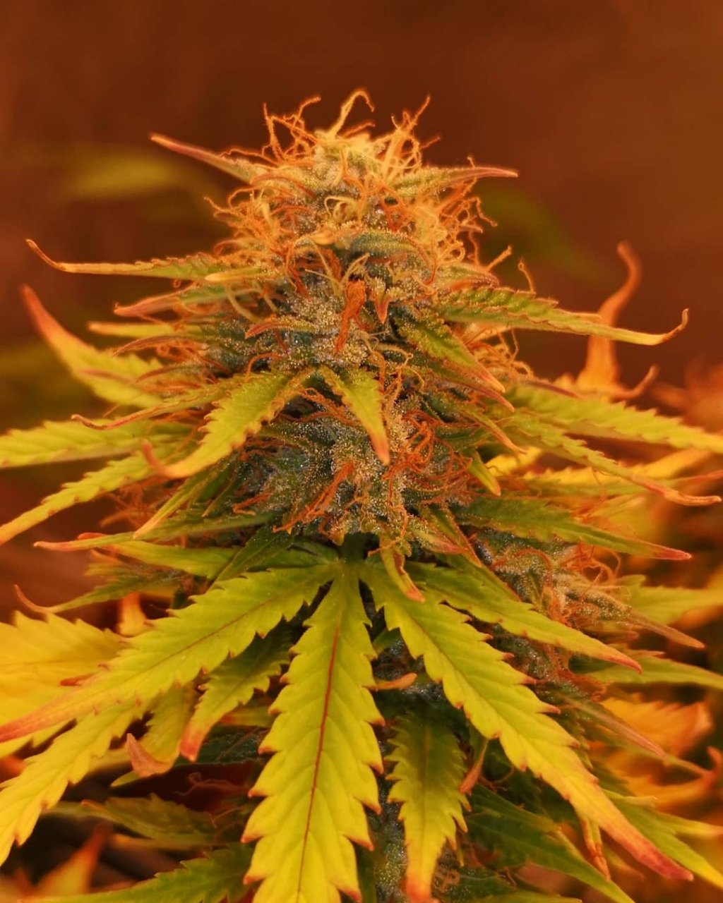 Durban Poison Auto - Bulk Seed Bank