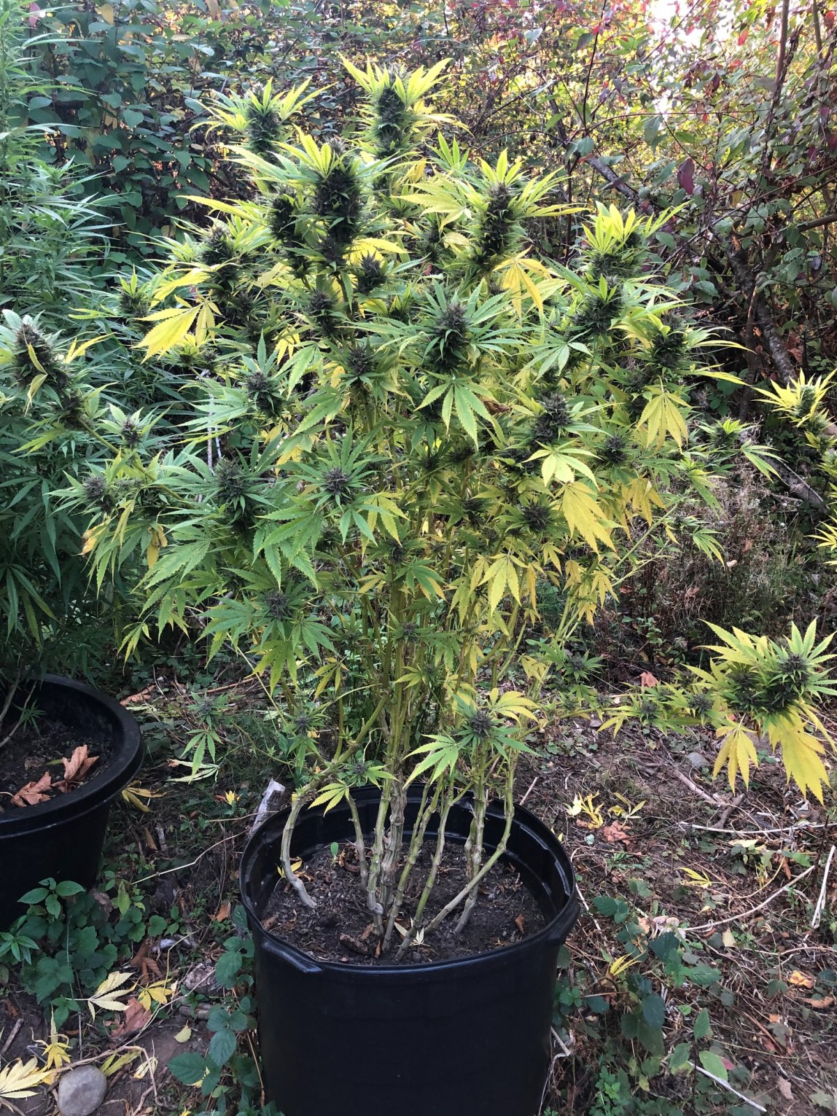 Durban Poison before harvest top section.jpg