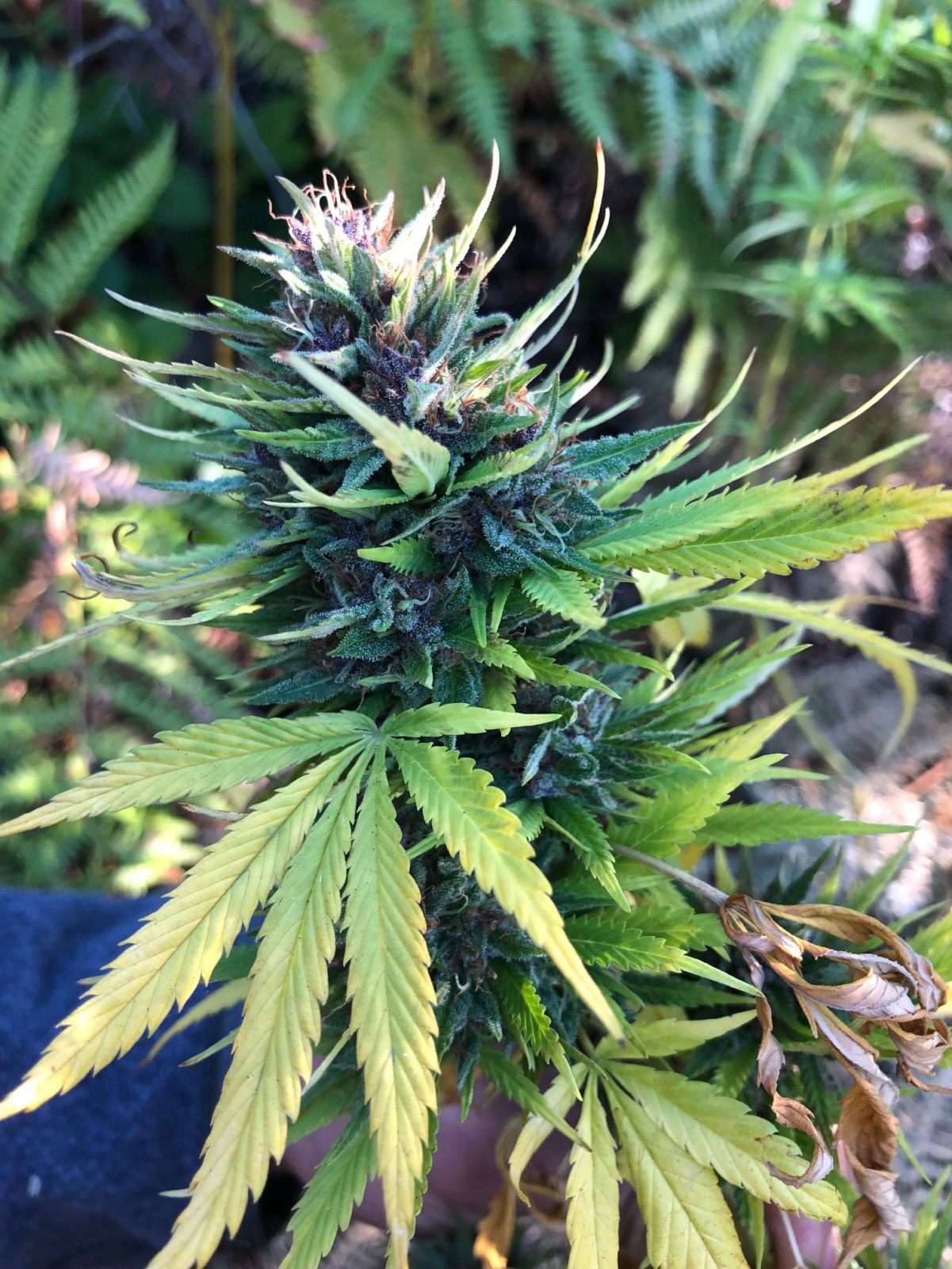 Durban Poison bud before harvest .jpg