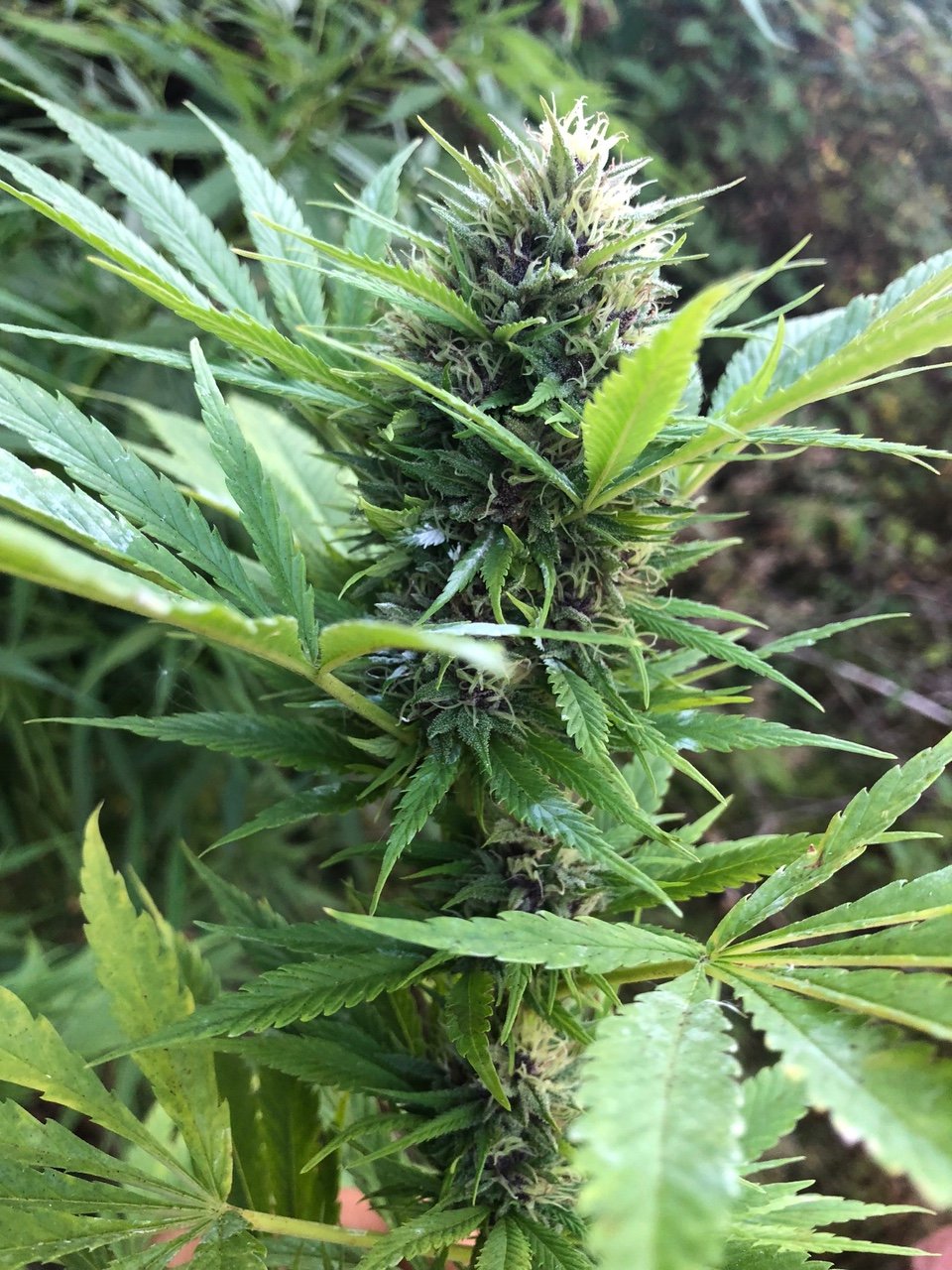 Durban Poison bud outdoor pheno.jpg