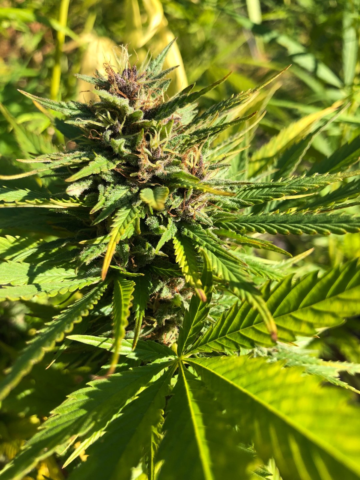 Durban Poison bud outdoors.jpg