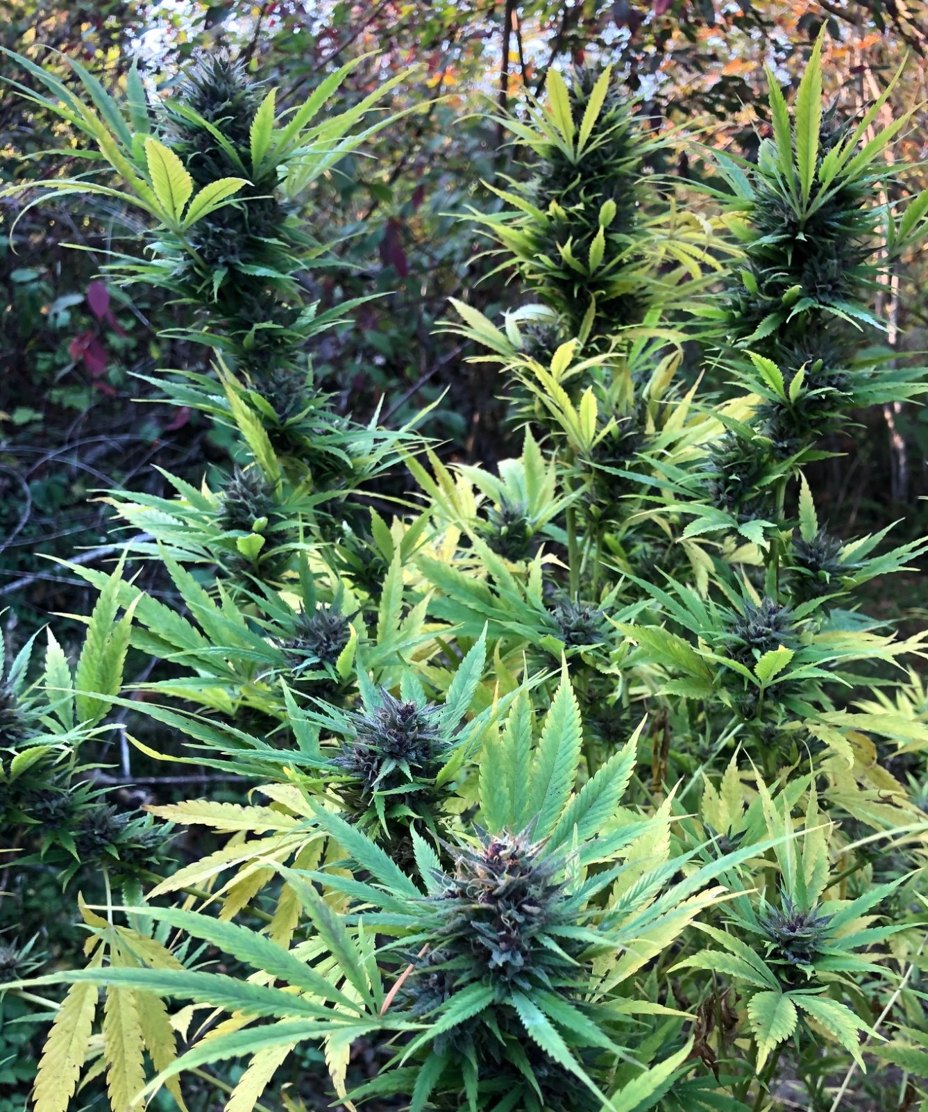 Durban Poison crown buds harvest day.jpg