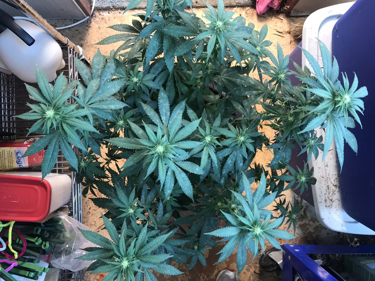 Durban Poison-Day 14F-q.JPEG