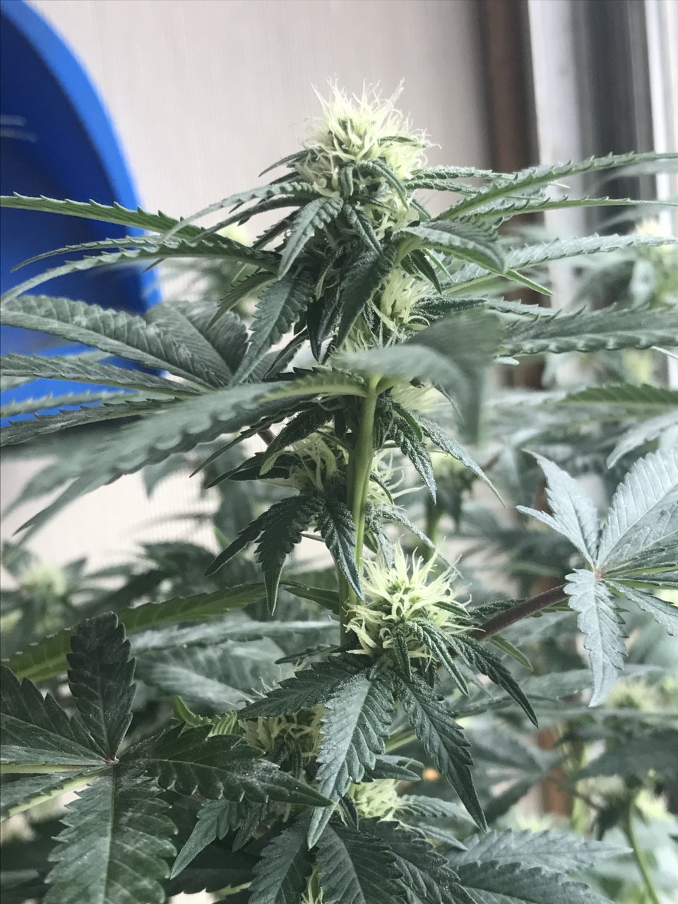 Durban Poison-Day 19F-s.JPG